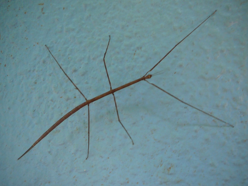 Fasmide gigante del Brasile: che specie ?